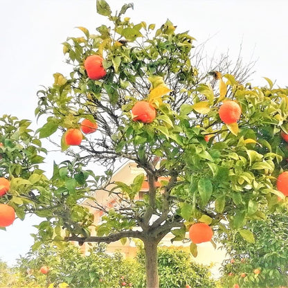 Mandarin Sweet Orange Tree, Murcott Tangerine Tree, Tangerine Tree 2 Feet Height in Pot, Tangerine Tree Live Plant, Live Tangerine Tree Plant No Ship to CA