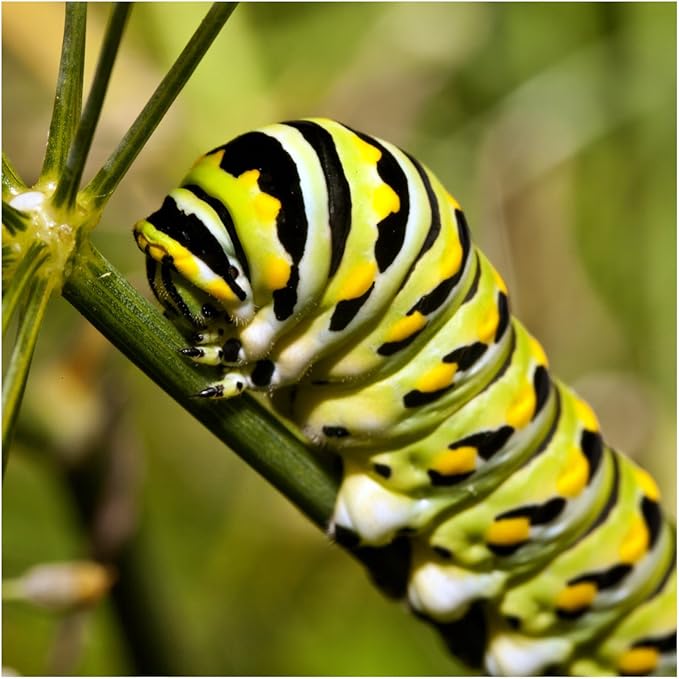Seed Needs, Swamp Milkweed Seed Packet Collection (2 Varieties of Asclepias for Planting and Attracting Monarch Butterflies) Heirloom, Untreated & Open Pollinated