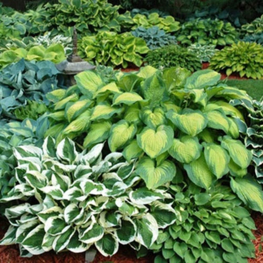6 Pack of Mixed Heart-Shaped Hosta Bare Roots Plants - Rich Green Foliage, Low Maintenance for Your
