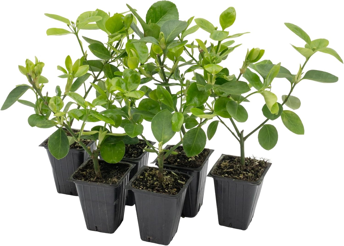 6 Live Manhattan Euonymus Plants (Euonymus Kiautschovicus ‘Manhattan’) – Evergreen Shrub for Hedges, Thriving in 2.5” Nursery Cubes