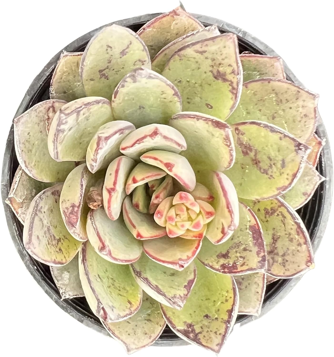 Sprout N Green Echeveria Cinderella, Rare Live Succulent Plant Fully Rooted in 2" Planter with Soil, Home Office Indoor Outdoor Wedding Decoration DIY Projects Party Favor