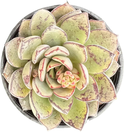 Sprout N Green Echeveria Cinderella, Rare Live Succulent Plant Fully Rooted in 2" Planter with Soil, Home Office Indoor Outdoor Wedding Decoration DIY Projects Party Favor