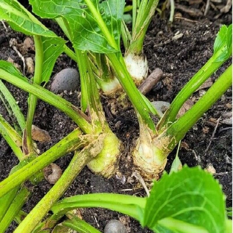 XL Size Horseradish Crown Root Plant, Horseradish Crowns to Plant, Planting Size Roots, No HI