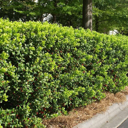 Burfordi Holly | 2 Large Gallon Size Plants | Ilex Cornuta | Fast Growing Evergreen Shrubs, Privacy Hedge Plants, Dark Green Foliage, Low Maintenance Landscaping, Ideal for Hedges and Borders