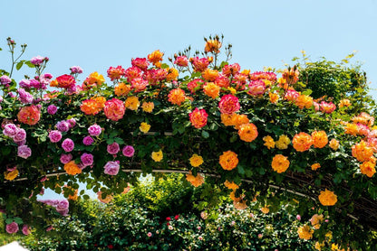 200+ Climbing Rose Seeds for Planting Outdoors - Vibrant Vine Flower, Long-Blooming Ornamental Garden Blooms (Pink)