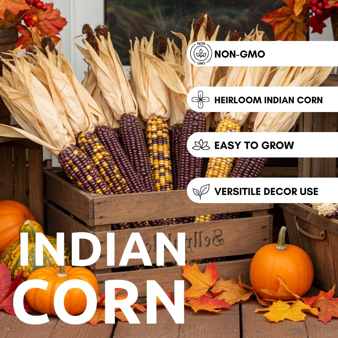 400 Indian Corn Seeds for Planting - Multicolor Ornamental Indian Corn - 400+ Seeds Zea Mays Non GMO Flint Corn Seed