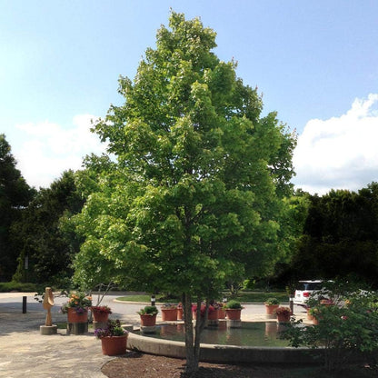 Brighter Blooms - October Glory Red Maple Tree, 5-6 ft, No Shipping to AZ