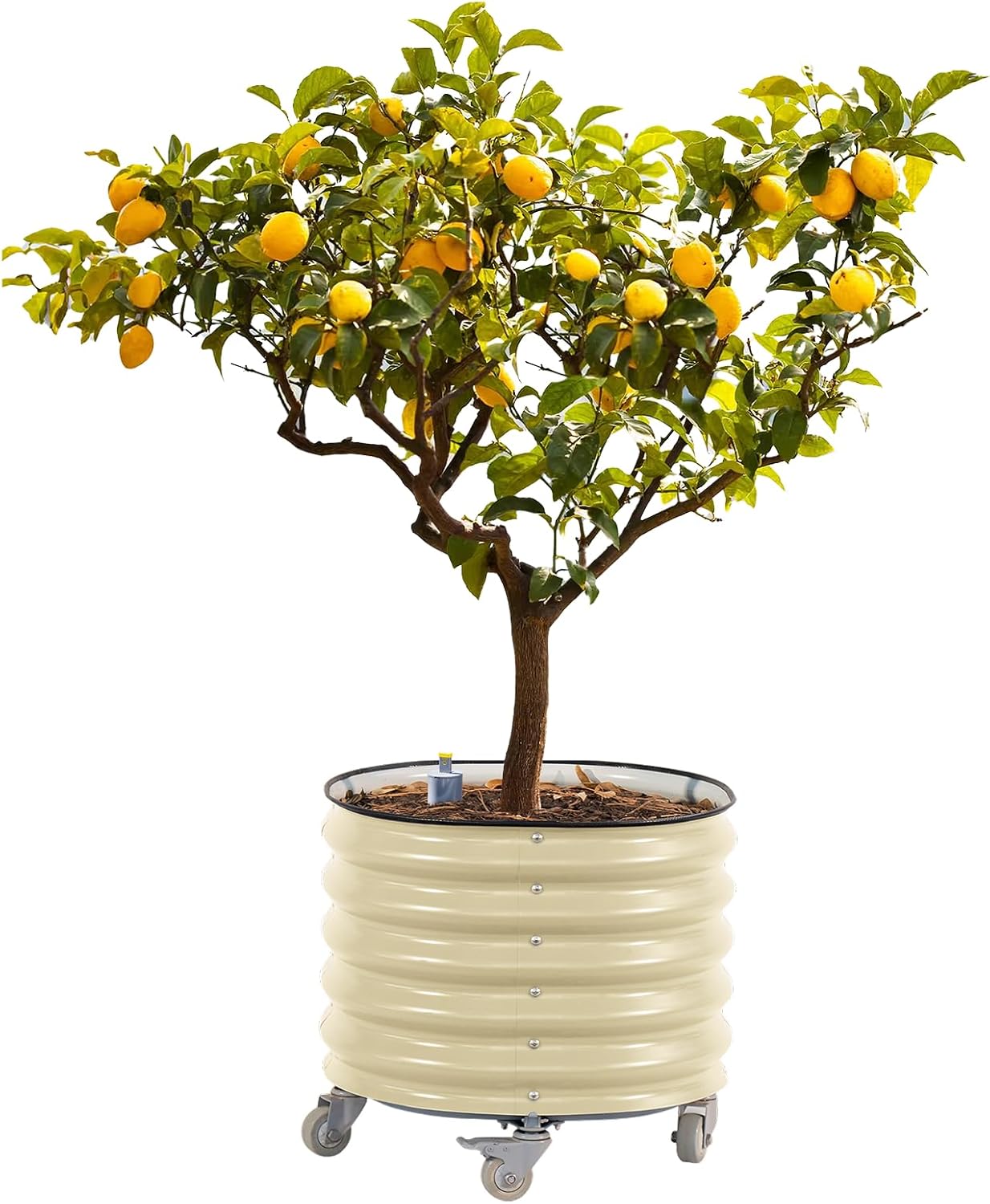 Rolling Metal Citrus Tree Planter, Self-Watering Round Planter Box for Porch Patio & Backyard, Raised Garden Bed with Wheels for Growing Trees Tomatoes Vegetables and Flowers, Single Pack-Pearl White
