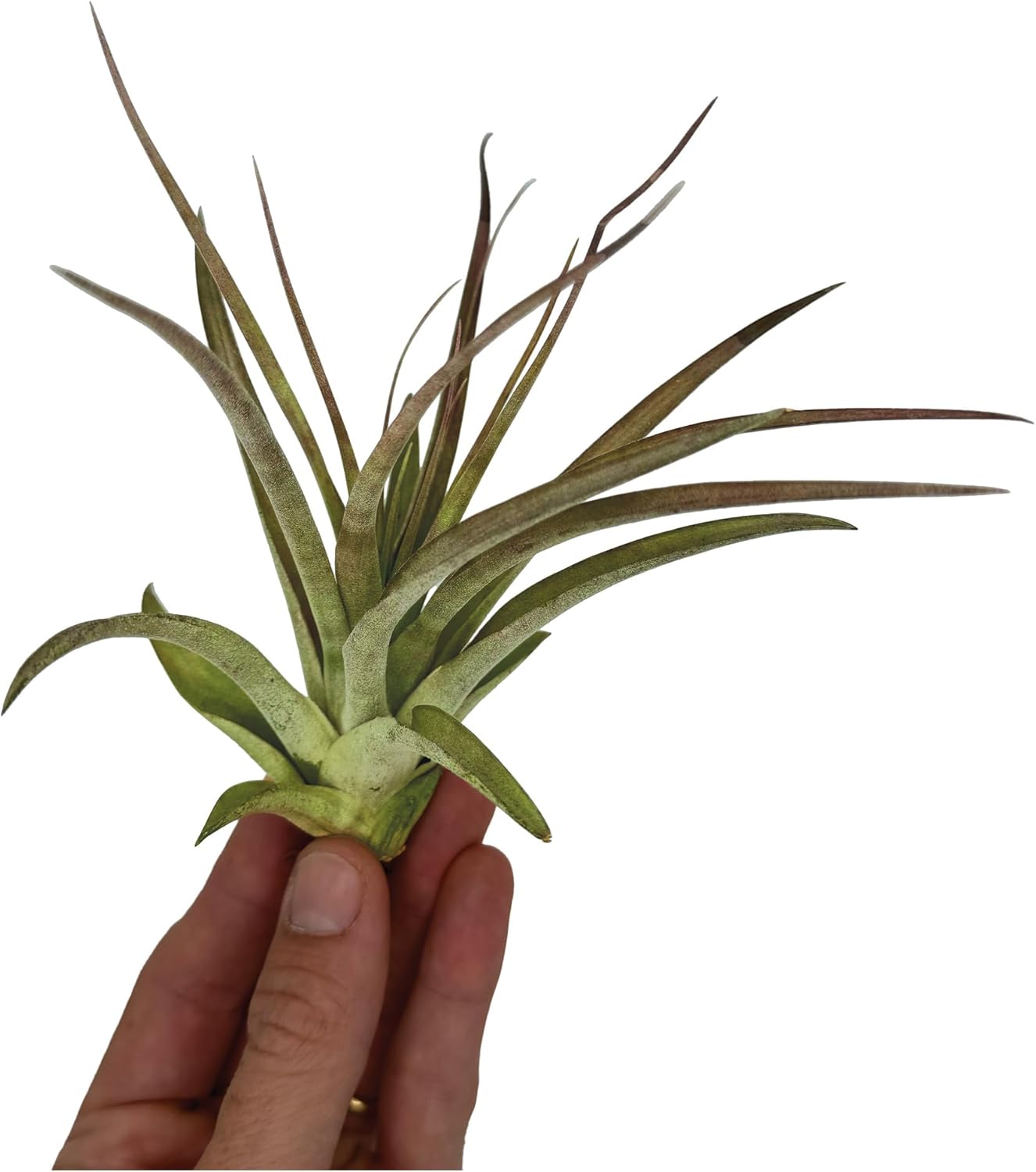 ragnaroc Air Plants - Tillandsia Brachycaulos Multiflora, Jumbo 5-7" - 2 ct - Live Arrival Guaranteed - House Plants for Home Decor & Gift