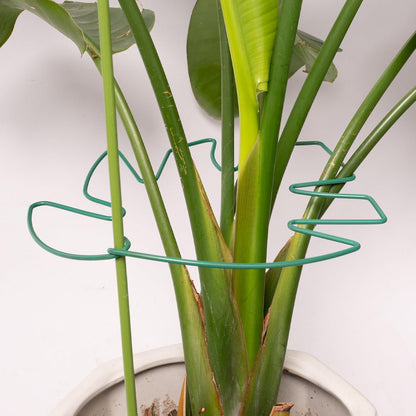 5PCS Monstera Plant Support Stem 9 x 7.6 in- Durable Stabilizer Set for Indoor Climbing Plants, Holders for Enhancing Growth, Ideal Gift for Plant Lovers, Fishbone Cactus Stake Garden Tool