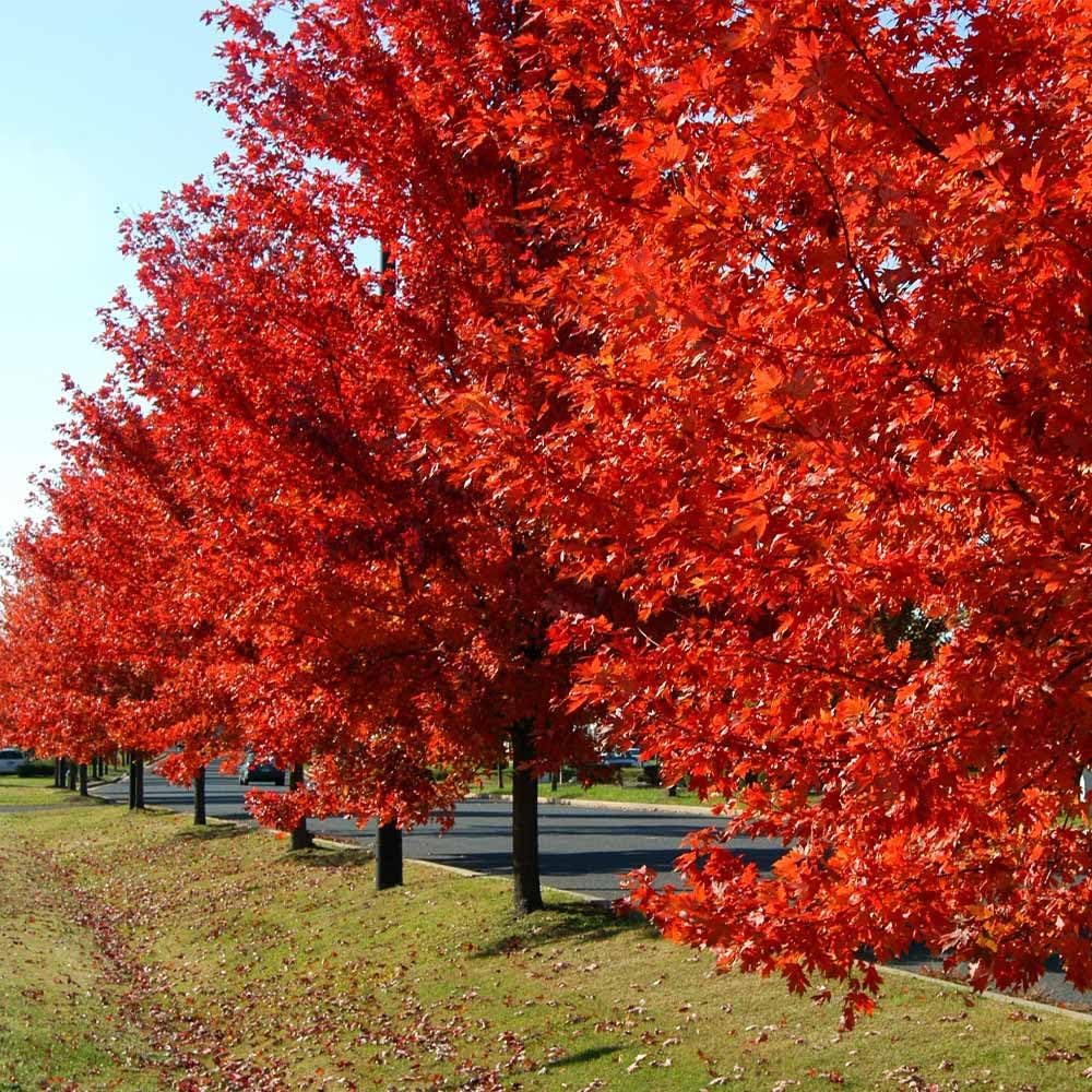 Brighter Blooms - Autumn Blaze Red Maple Tree, 4-5 ft. - No Shipping to AZ