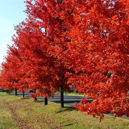 Brighter Blooms - Autumn Blaze Red Maple Tree, 4-5 ft. - No Shipping to AZ
