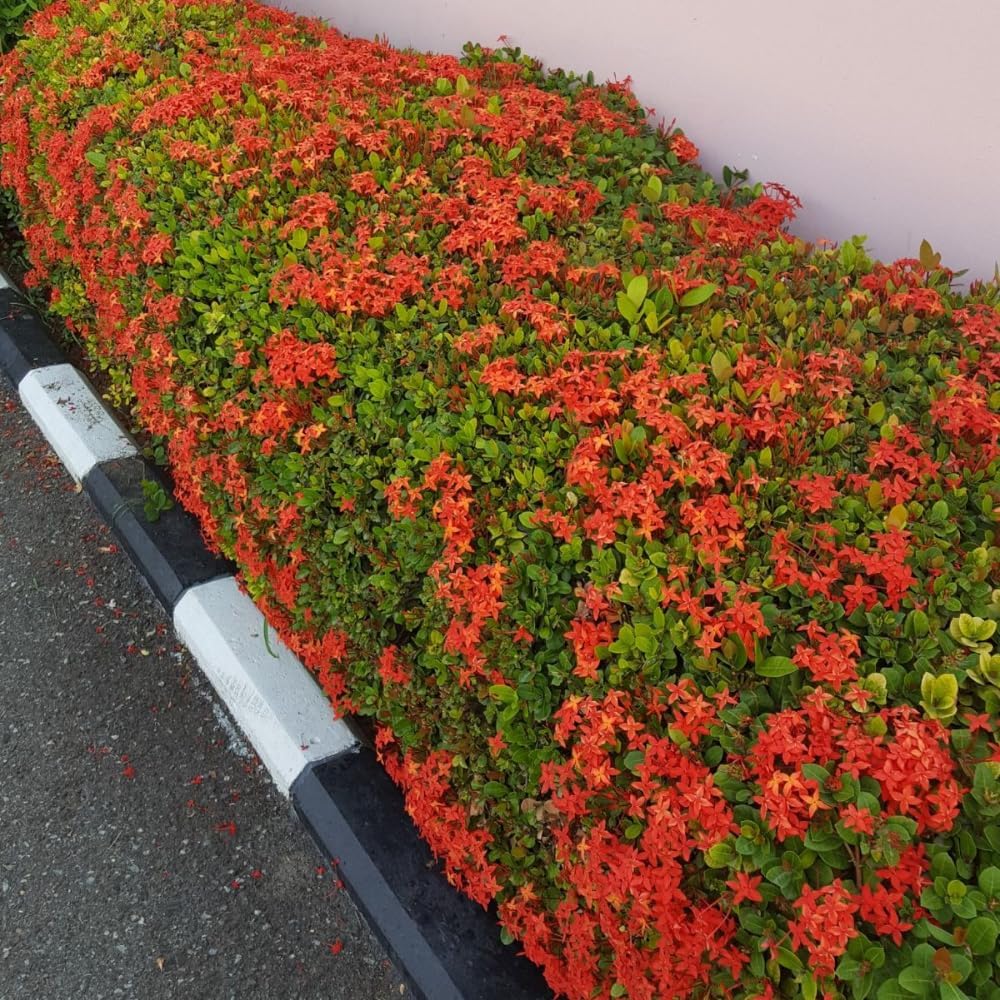 Set 2 Dwarf Red Ixora Live Plants, Size 2 to 5 Inch Tall Plant - Hardy, Perennial Ixora Flowers Starter Plant for Grow Outdoors, Without Pot