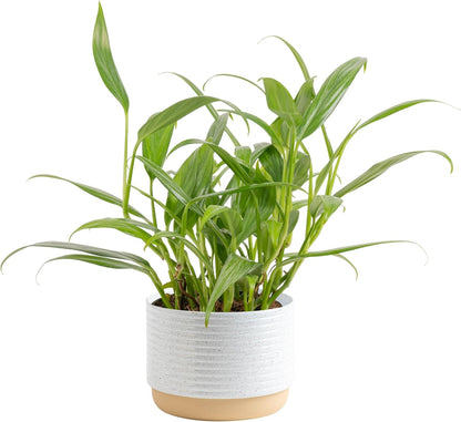Costa Farms Live Pothos Plant, Indoor Plant Houseplant, Epipremnum Asplisimum, Rare Unique Indoor Trailing House Plant in 6-Inch Self-Watering Plants Pot, Potting Soil, Room and Home Decor