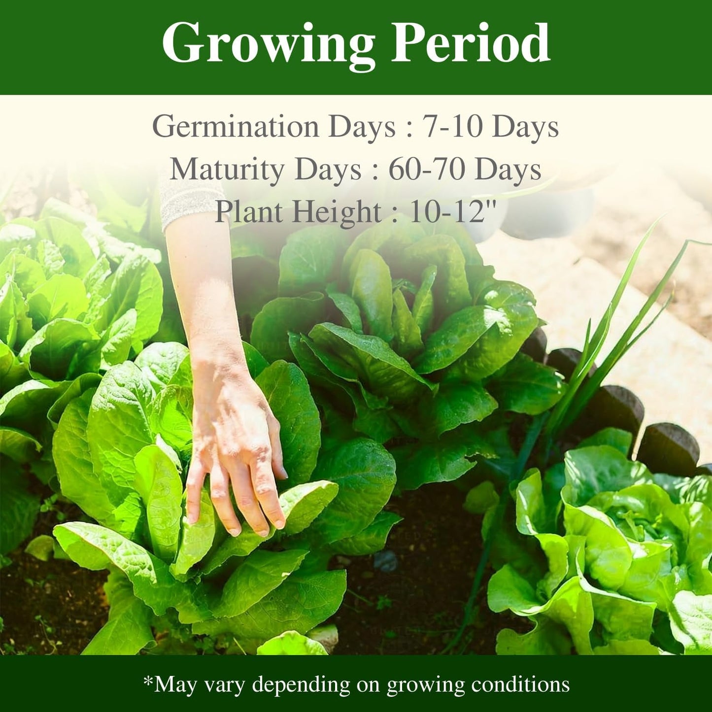 Romaine Lettuce Seeds, High Germination Non-GMO USA Grown Premium Vegetable Seeds for Planting, 9 Grams Seeds Great for Indoor Outdoor Garden