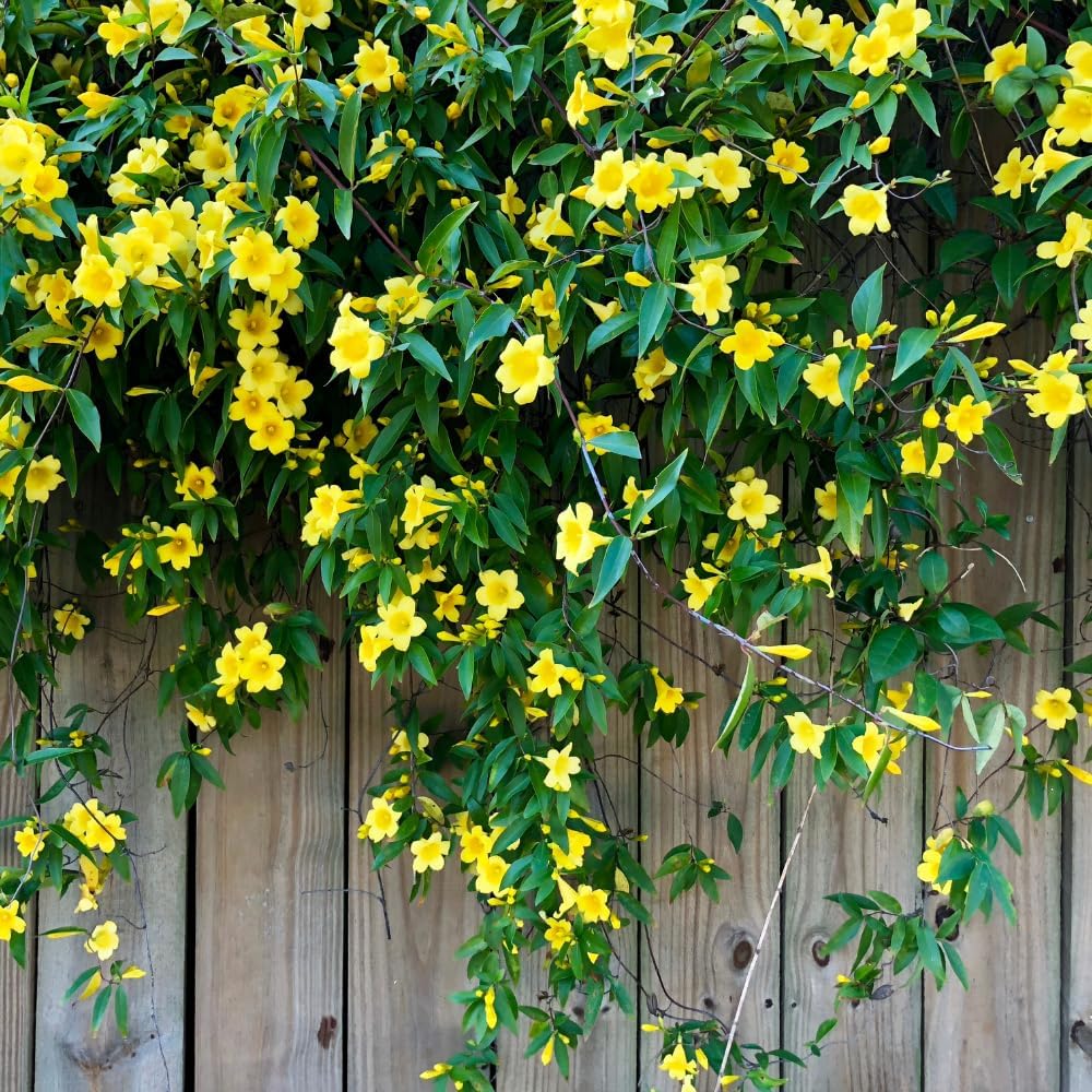 Jasmine Plant, Fragrant Jasmine Flower Vine 4-8 Inches Well Rooted for Container, Hanging Basket Growing (Vibrant Yellow)