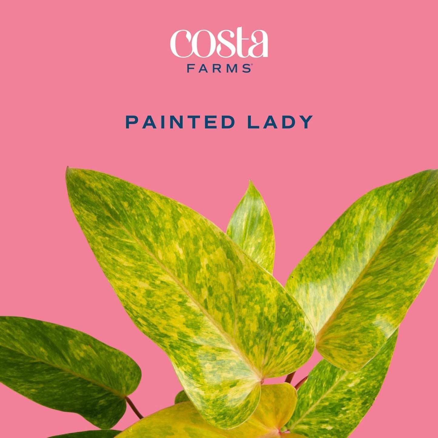 Costa Farms Painted Lady Live Plant, Rare Unique Indoor Houseplant Potted in Indoors Garden Plant Pot, Living Room Home Decor, Trending Tropicals Collection, 1 Foot Tall