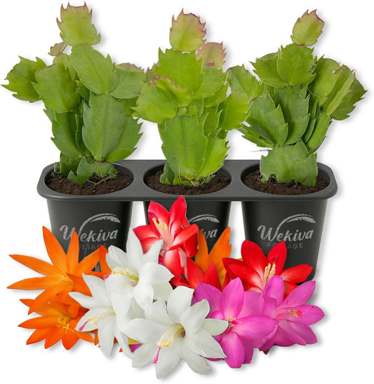Christmas Cactus Variety 3pack - 3 Live Starter Plants - Schlumbergera Bridgesii - Growers Choice Beautiful Colorful Tropical Indoor Succulent