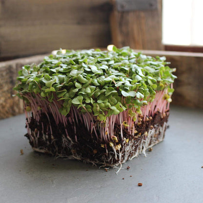 Radish Sprouting Seed - Red Arrow Variety - 5 Lb Bulk Seed - Heirloom Radish Sprouts - Non-GMO Sprouting and Micro Radishes