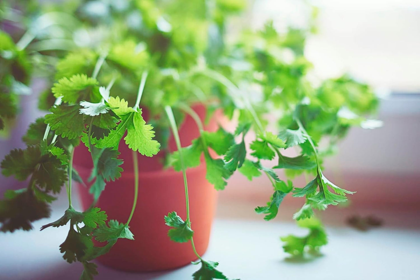 Gardenera Cilantro Potting Mix - Promote Strong Roots and Culinary Excellence with Our Premium Blend - 4 Quart