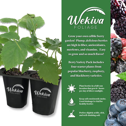 Berry Variety Pack - 4 Live Starter Plants - A Selection of Blueberry, BlackBerry, and Raspberry Varieties for Your Edible Garden