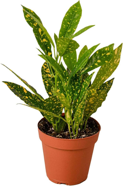 Croton 'Gold Dust' Live Plant for Indoor | Different Houseplants in 3'' Pot | Real House Plant for Living Room, Office, Desk & Bathroom | Codiadeum variegatum | Gold Dust