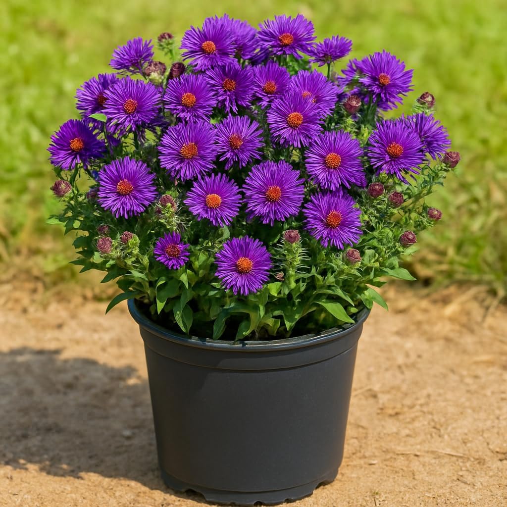 Perennial Farm Aster Novae-Angliae 'Grape Crush' (New England Aster) – Live Perennial in #1 Container, Deep Purple Blooms, Upright Habit, Pollinator Friendly, Great for Borders & Meadow Gardens