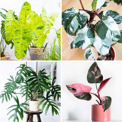 2 Philodendron Live Plant 5-9" Tall, Rare Tropical Indoor Houseplant Home Garden (Random Philodendron)