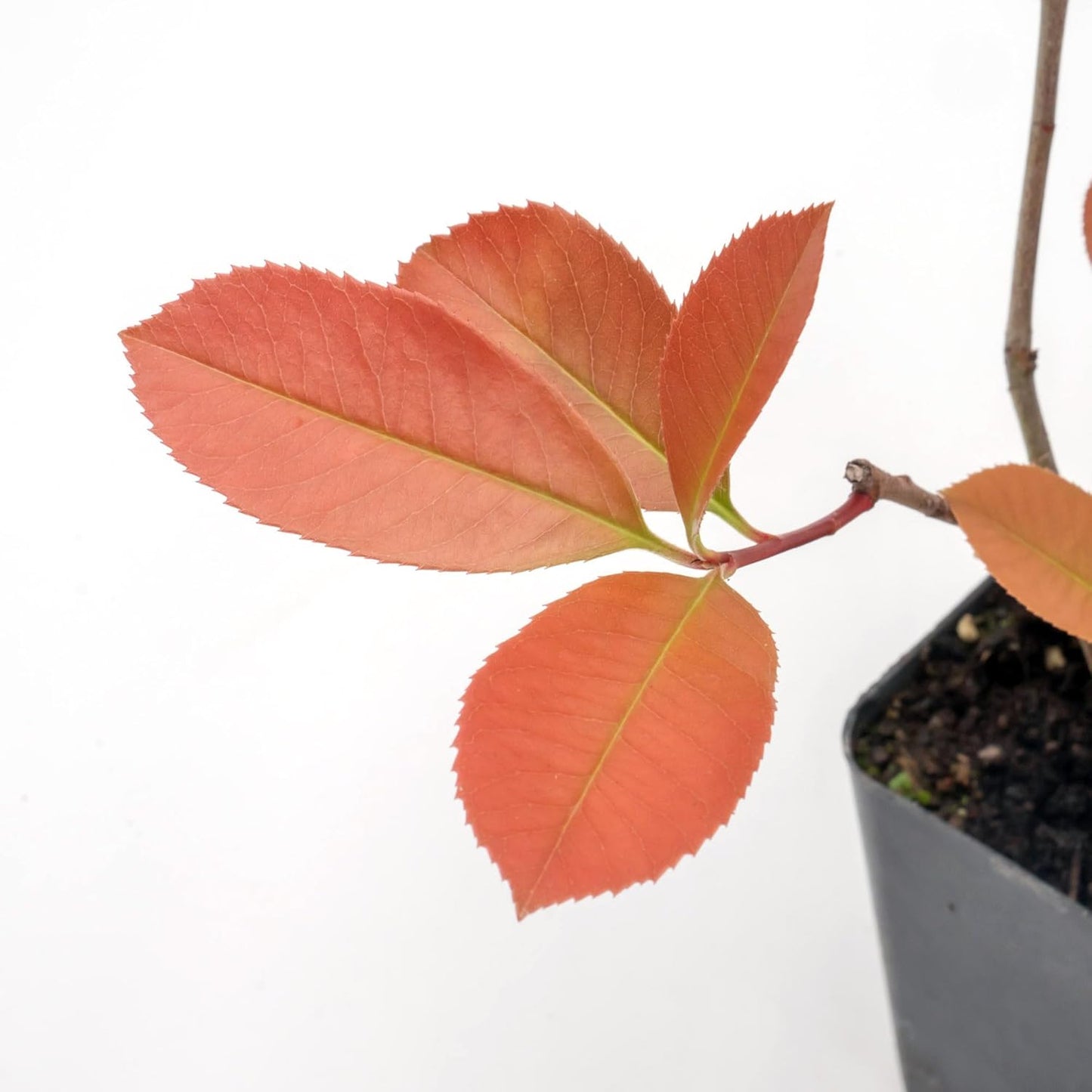 4 Red Tip Photinia, Photinia x fraseri, Thriving in Extra Deep Nursery Cubes