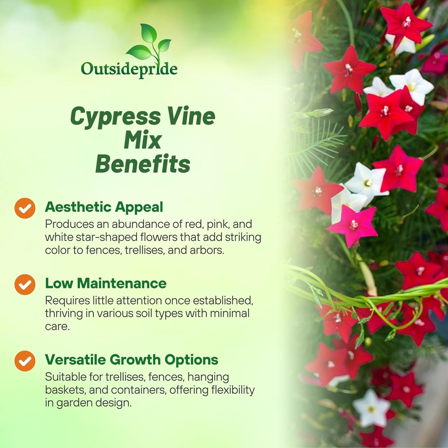 Outsidepride Mixed Cypress Vine Seeds - 200 Pcs Annual Flower Seeds with Nectar-Rich, Star-Shaped Flowers & Feathery, Fern-Like Leaves for Fences, Trellises, Pergolas & Vertical Gardens
