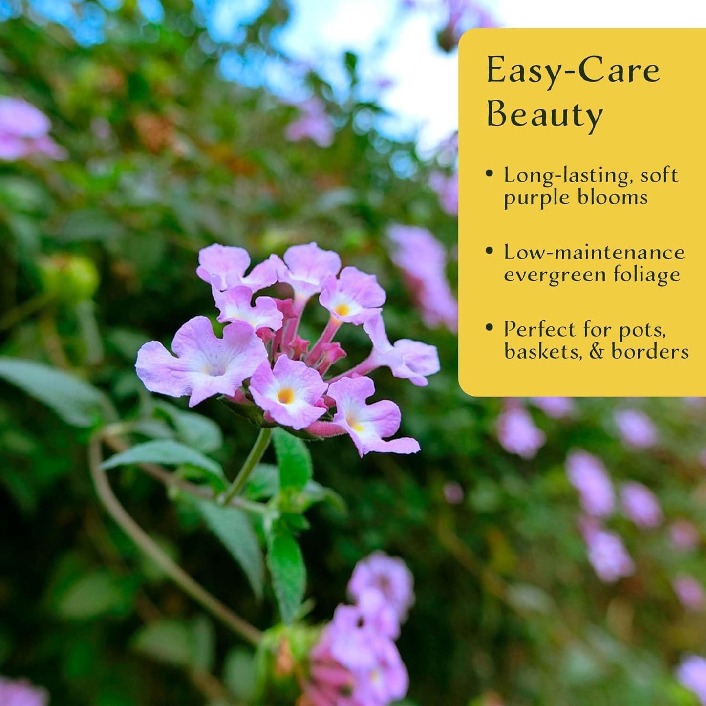 3 Lavender Lantana in 2.5” Nursery Cubes (Lantana montevidensis) | Evergreen Shrub for Hanging Baskets, Containers & Sunny Landscapes | Ready-to-Plant Live Starter Plants