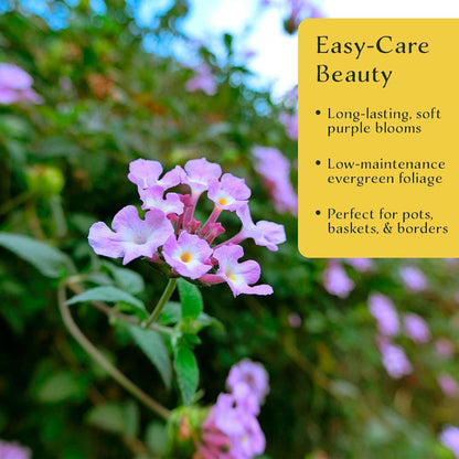 3 Lavender Lantana in 2.5” Nursery Cubes (Lantana montevidensis) | Evergreen Shrub for Hanging Baskets, Containers & Sunny Landscapes | Ready-to-Plant Live Starter Plants