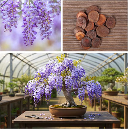 Weeping Wisteria Bonsai Tree Seedling for Planting - 1 Year Old Well Rooted Seedling