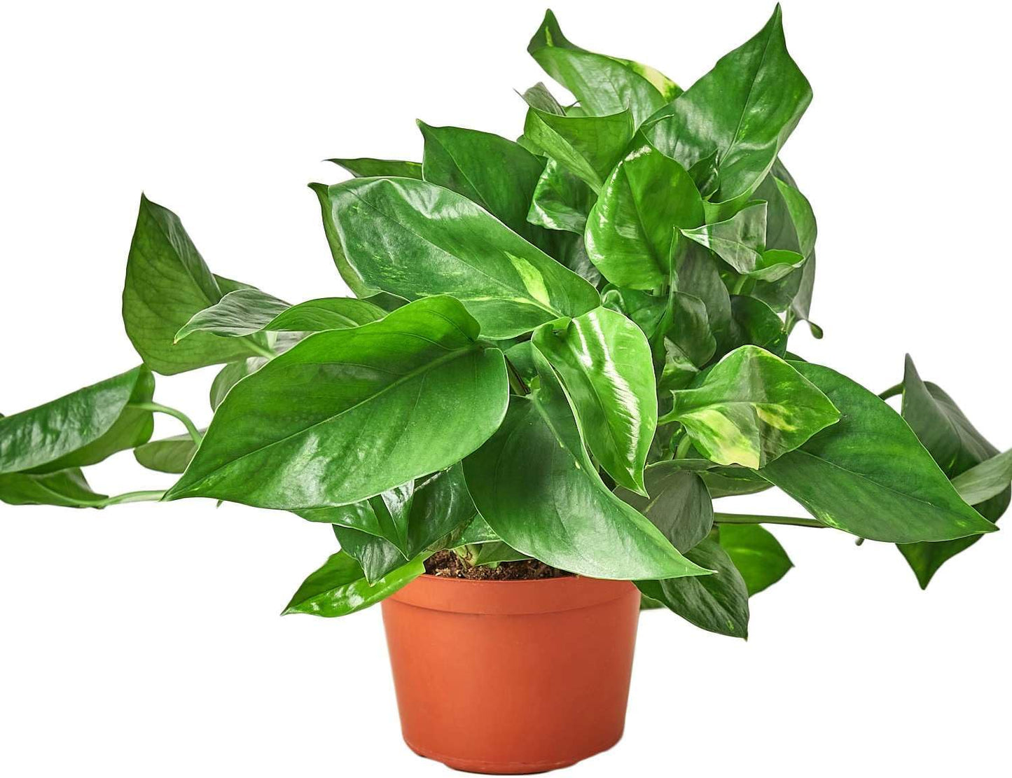 Pothos Golden Live Plant for Indoor | Different Houseplants in 4'' & 6'' Pot | Real House Plant for Living Room, Office, Desk & Bathroom | Epipremnum Aureum | Devil's Ivy