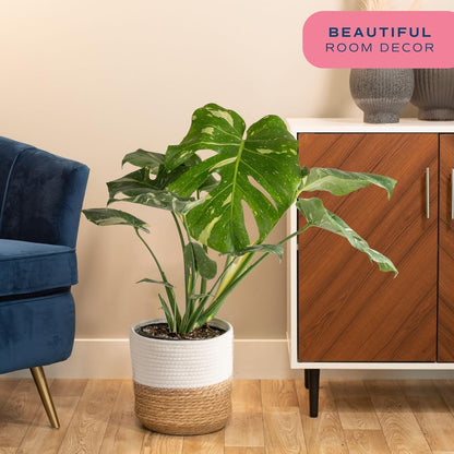 Costa Farms Live Plant, Thai Constellation Monstera House Plant, Decorative Plant Pot, Trending Tropicals Collection for Home and Room Decor, 2-3-Feet Tall
