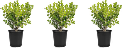 Japanese Boxwood | 3 Live 4 Inch Pots | Buxus Microphylla | Formal Evergreen Low Maintenance Hedge Plants