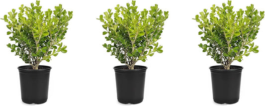 Japanese Boxwood | 3 Live 4 Inch Pots | Buxus Microphylla | Formal Evergreen Low Maintenance Hedge