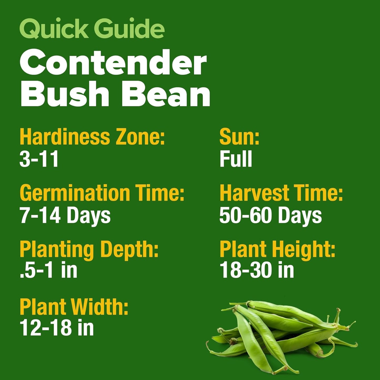 HOME GROWN Contender Bush Seeds - 56 𝗡𝗢𝗡-𝗚𝗠𝗢 𝗨𝗦𝗔-𝗦𝗢𝗨𝗥𝗖𝗘𝗗, Heirloom Green Beans for Planting - Emergency Food Supply (Phaseolus vulgaris)