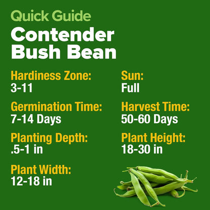 HOME GROWN Contender Bush Seeds - 56 𝗡𝗢𝗡-𝗚𝗠𝗢 𝗨𝗦𝗔-𝗦𝗢𝗨𝗥𝗖𝗘𝗗, Heirloom Green Beans for Planting - Emergency Food Supply (Phaseolus vulgaris)