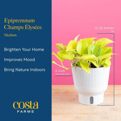 Costa Farms Champs Elysses Pothos Live Plant in Self Watering Pot, Indoor Houseplant, Trailing Vining, Perfect for Home, Room, or Office Decor, Great House Warming or Birthday Gift, 12-14 Inches Tall