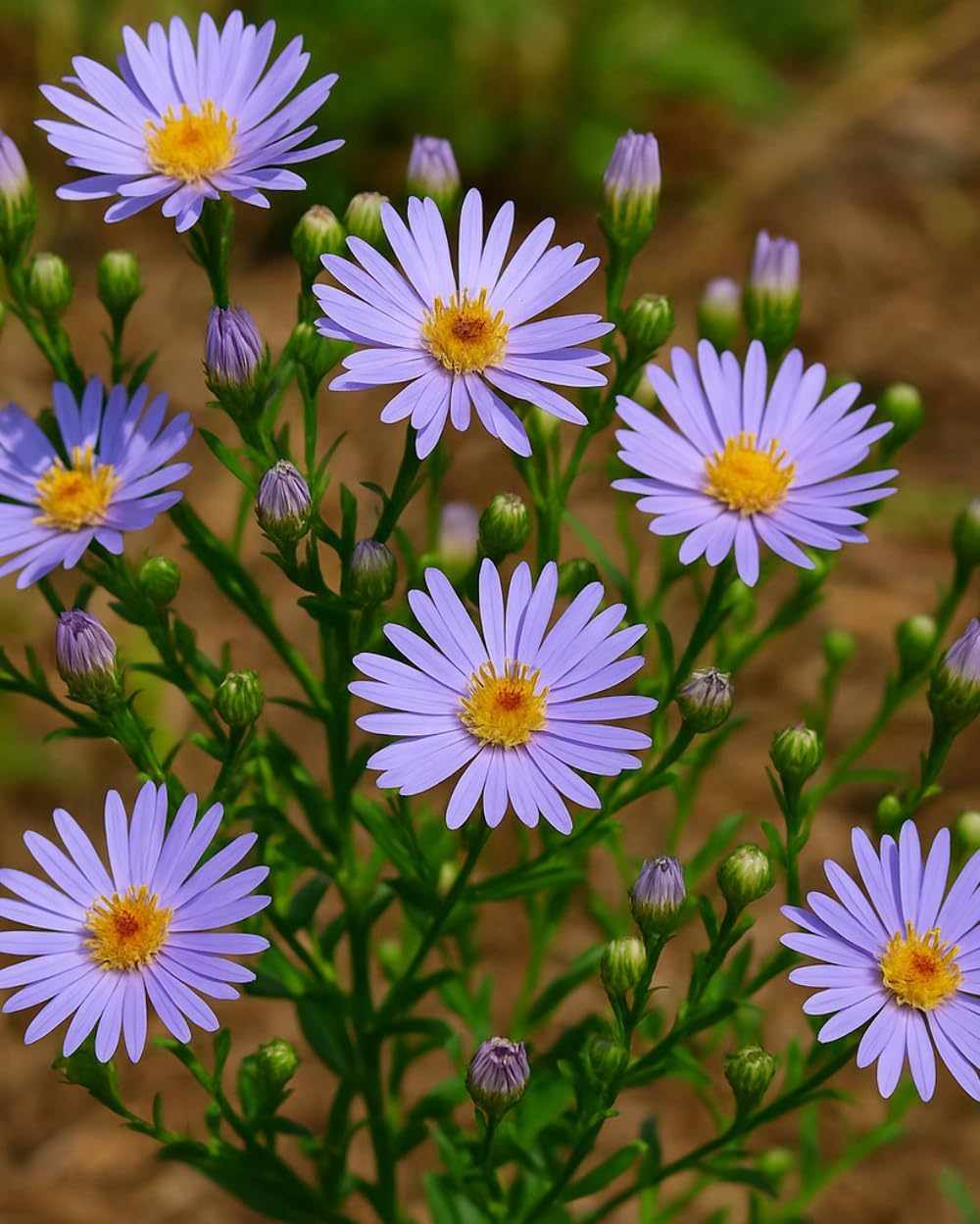 Perennial Farm Aster Laevis 'Bluebird' (Smooth Aster) – Live Perennial in #1 Container, Masses of Violet-Blue Blooms, Tall Upright Growth, Late Season, Pollinator Friendly, Ideal for Meadows & Borders