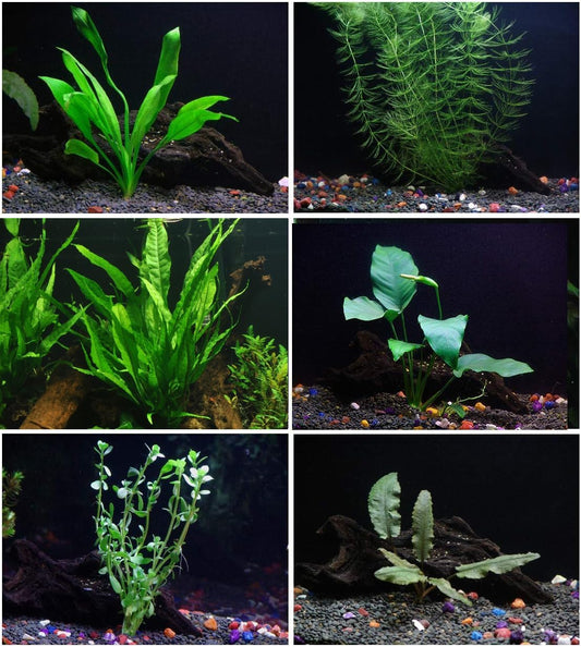 6 Species Aquarium Plants Package - Java Fern (Microsorum), Anubias (Anubias Barteri), Hornwort
