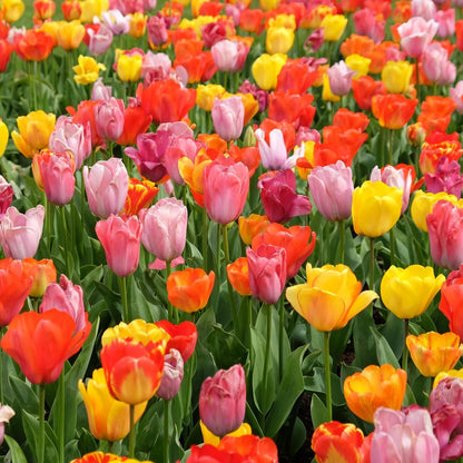 100-Pack Mixed Tulip Flower Bulbs – Bulk Pack of Colorful Tulips for Spring Blooms – Easy Fall Planting - Plant in Gardens, Borders & Flowerbeds - Bulb Size 11/12cm - Willard & May