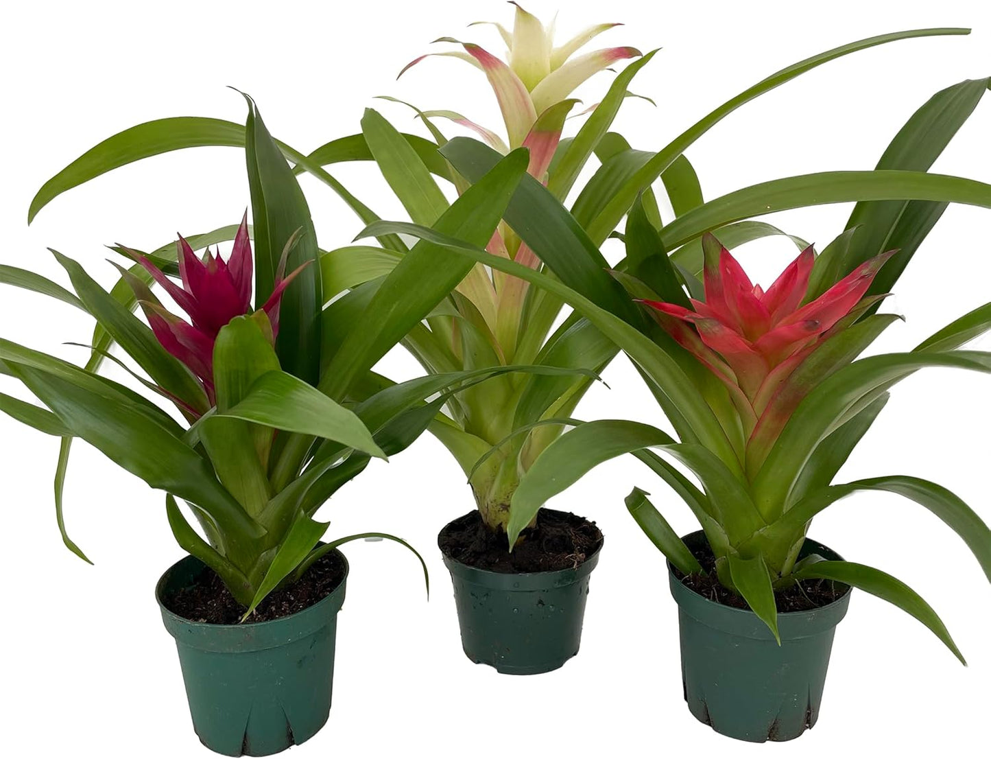 Guzmania Vase Plant Collection - Bromeliad - 3 Plants in 4" Pots