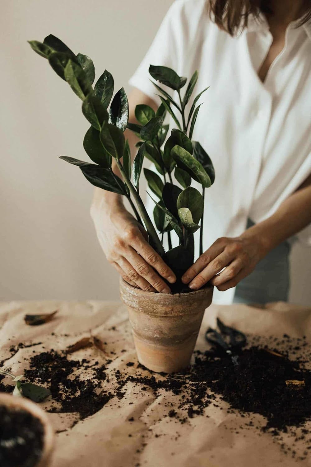 Gardenera Zamioculcas Potting Mix - Unlock Robust Growth and Striking Leaves with Our High-Performance Formula - 20 Quart