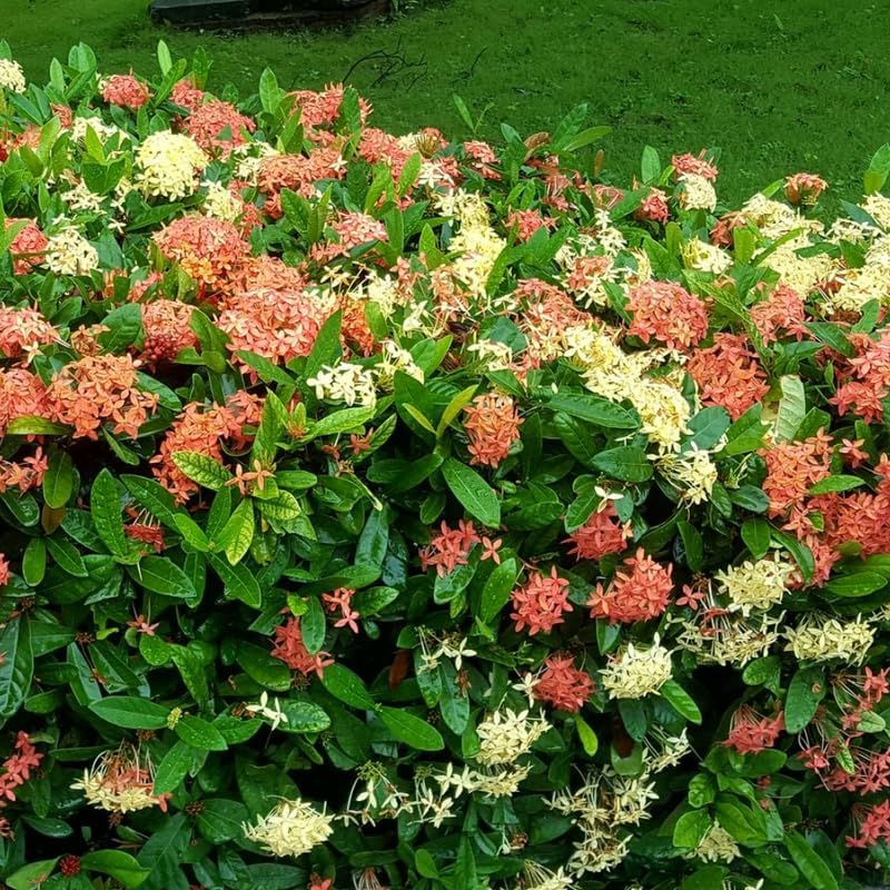 2 Mix Ixora Live Plants, Well-Rooted Flowering Ixora Shrub Seedlings, 4-9” Tall, Tropical Ixora Bush for Indoor or Outdoor Garden