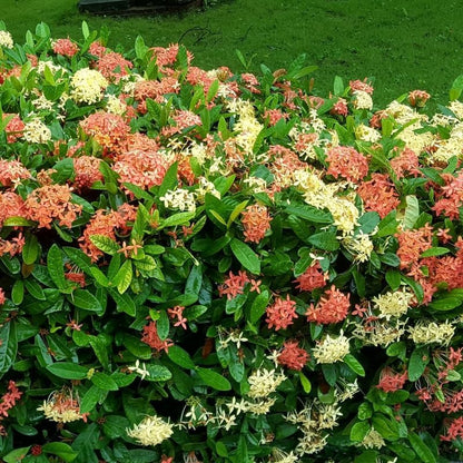 2 Mix Ixora Live Plants, Well-Rooted Flowering Ixora Shrub Seedlings, 4-9” Tall, Tropical Ixora Bush for Indoor or Outdoor Garden