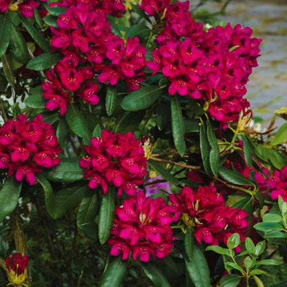 Rhododendrons Plant Live, Burgundy Rhododendron Shrub, Large Flowering Tree 1 Gallon Potted for Gardening