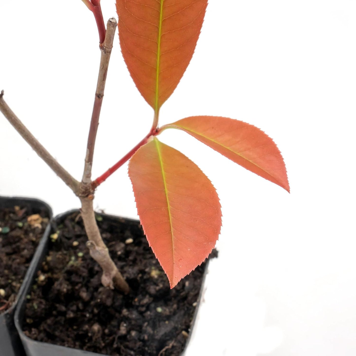 2 Red Tip Photinia/Photinia x Fraseri, Thriving in Extra Deep Nursery Cubes