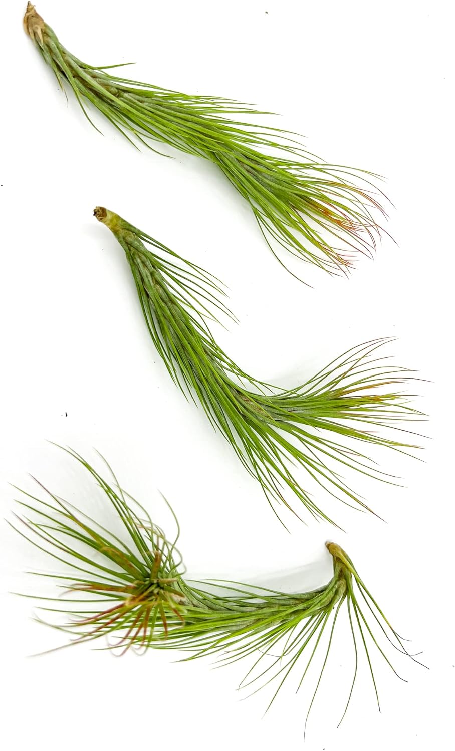 ragnaroc Air Plants - Tillandsia Funckiana Hybrid, Large 5-7" - 3ct - Live Arrival Guaranteed - House Plants for Home Decor & Gift